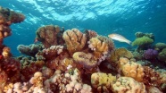 Dünyada mercan resifinin yüzde 14'ü yok oldu
