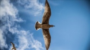 Dünyanın en büyük kuşu üç metrelik &#039;Vorombe titan&#039;