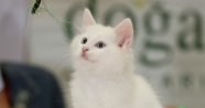 Dünyanın en güzel kedileri birincilik için yarıştı