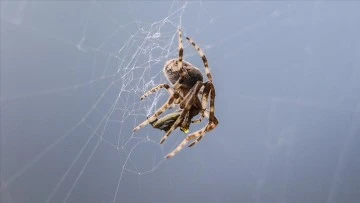 Dünyanın en ölümcül örümceğinin zehri şartlara göre değişebiliyor