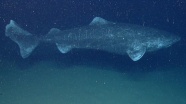 Dünyanın en yaşlı omurgalısı bir köpek balığı