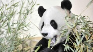 Dünyanın en yaşlı pandası öldü
