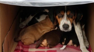 Durakta doğum yapan köpek ve yavrularına taksiciler sahip çıktı