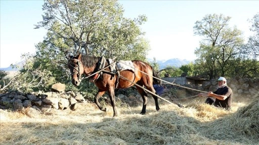 "Düven sürme" geleneği Erciyes'in eteklerinde 3 arkadaş tarafından yaşatılıyor