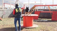 Duyarlı köpek eğitmeni afetlerde görev yapacak &#039;hassas burunları&#039; gönüllü yetiştiriyor
