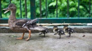 Düzce'de tedavi altındaki yeşilbaş ördeğin dünyaya getirdiği 3 yavru ilgi odağı oldu