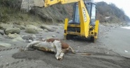 Düzce'de telef olmuş 7 inek sahile vurdu