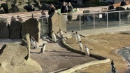 Edinburgh Hayvanat Bahçesi 108 yıldır penguenlere ev sahipliği yapıyor