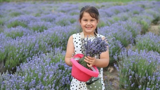 Edirne'de "8. Lavanta Tarla Günleri" başladı