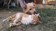 Edirne&#039;de bir çiftlikte yaşayan kedi ve köpeğin dostluğu görenleri şaşırtıyor