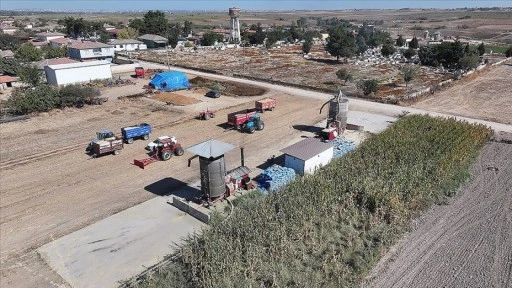 Edirne'de çeltik üreticisi hem hasat hem kurutma mesaisi yapıyor