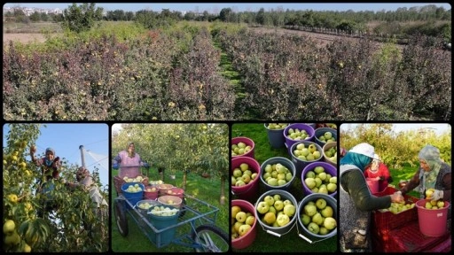 Edirne'de devlet desteğiyle yaygınlaşan meyve bahçeleri çiftçilere alternatif gelir kaynağı olu