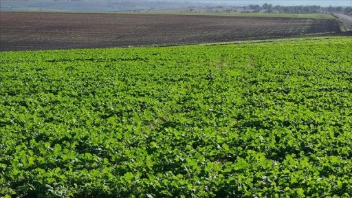 Edirne'de son dönemdeki yağışlar kanola üreticisini sevindirdi