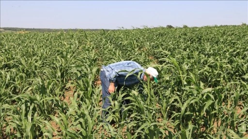 Edirne'de "süpürge otu" üreticileri ihracatı artırmayı hedefliyor