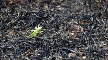 Edirne'de buğday ekili tarlada çıkan yangında 30 dönüm alan zarar gördü