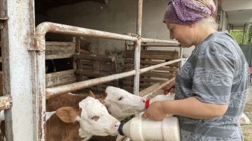 Edirneli kadın Genç Çiftçi Projesi'nden hibe aldığı 6 inekle üretici oldu