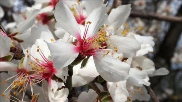 Edremit Körfezi'nde badem ağaçları vaktinden önce çiçek açtı