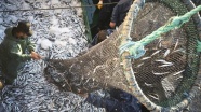 Ege Bölgesi&#039;nden geçen yıl 741 milyon dolarlık balık ihraç edildi