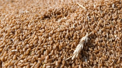Ekmeklik buğday ihracatı serbest bırakıldı