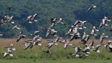 Ekolojik kriz nedeniyle göçmen kuşların rotaları ve göç zamanları değişiyor