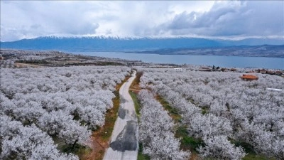 Elazığ'da &ccedil;i&ccedil;eklenen kayısı bah&ccedil;elerinde &uuml;reticilerin ila&ccedil;lama mesaisi başladı