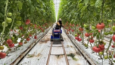 Elazığ'da g&uuml;neş enerjisi santraliyle desteklenen serada &uuml;retimin artırılması hedefleniyor