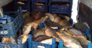 Elazığ'da kaçak avlanan 2 ton balık ele geçirildi