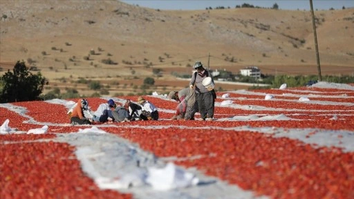 Elazığ'dan ihraç edilen kurutulmuş domates dünya sofralarına lezzet katıyor