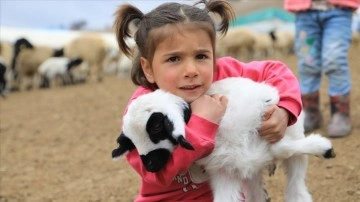 Elazığ'da artan kuzu doğumu ve yağış, verimli bir sezon için besiciye umut oldu