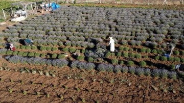Elazığlı kadın girişimci, atıl araziyi lavanta bahçesine dönüştürdü