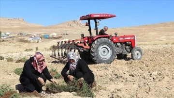 Elazığlı kadınlar atıl arazileri aromatik bitkilerle tarıma kazandırıyor