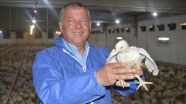 Emekli polisin yetiştirdiği et tavukları, Arap sofralarını süslüyor