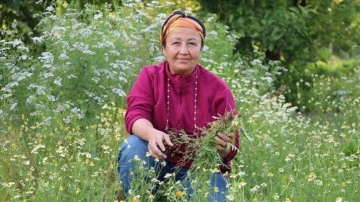 Emekli ziraat mühendisi kadın bahçesinde 30 çeşit tıbbi aromatik bitki yetiştiriyor