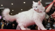 En güzel Van kedisi seçildi