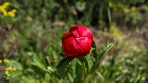 Ender görülen İtecik lalesi kan kırmızısı rengini gösterdi