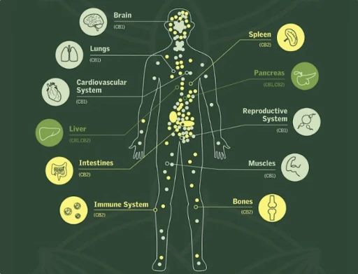 Endocannabinoid sistem ve beyin araştırmaları -Dr. Erdem Ulaş yazdı-