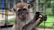 Endonezya'da maymun istilasıyla asker mücadele edecek