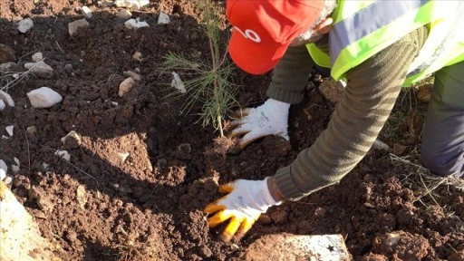 Enerji ve Tabii Kaynaklar Bakanlığı, Şırnak Gabar'da fidan dikim seferberliği başlattı