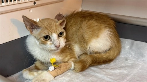 Enfeksiyon nedeniyle damağı çürüyen sahipsiz kedi, kıkırdaktan yapılan yamayla yaşama bağlandı
