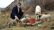 Engelli köpeğe ve 11 yavrusuna &#039;koronavirüs savaşçıları&#039; sahip çıktı