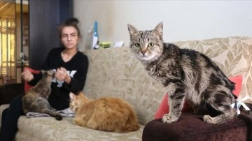 Engelli maaşını 45 kedinin bakımı için harcıyor