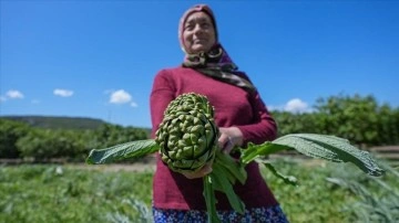 Enginarın üretim üssü İzmir'de üreticinin hasat mesaisi arttı