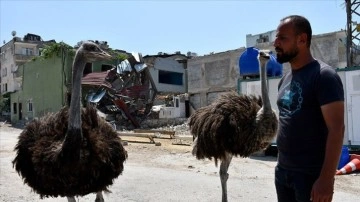 Enkaza dönen mahallesinde depremden kurtarıp tedavi ettirdiği deve kuşlarına bakıyor