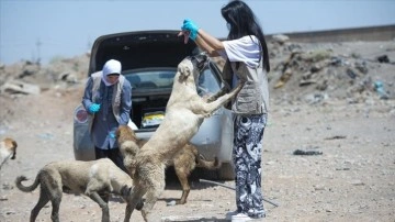 Erbilli hayvanseverler gönüllü olarak sokak hayvanlarının ihtiyaçlarını karşılıyor