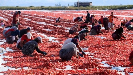 Erciyes eteklerindeki devasa araziler domates kırmızısıyla renklendi