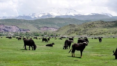 Erciyes'in meralarındaki manda sayısı devlet ve belediye destekleriyle arttı