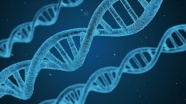Erkek kısırlığıyla ilişkili yeni bir gen tanımlandı