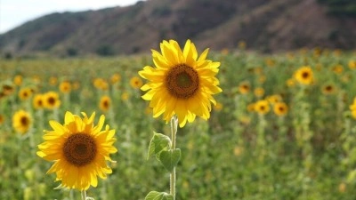 Erzincan'da ay&ccedil;i&ccedil;eği ekim alanı iki yılda y&uuml;zde 50 arttı