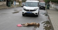 Erzincan’da çocuklara saldıran 2 sokak köpeği öldürüldü