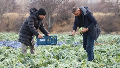 Erzincan'da mikroklima avantajıyla kış mevsiminde de a&ccedil;ık alanda sebze yetiştiriliyor